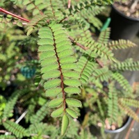 Sorbus tenuis HS12732 